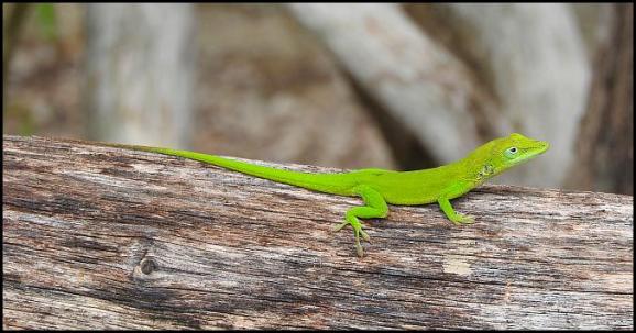 dr-green-anole