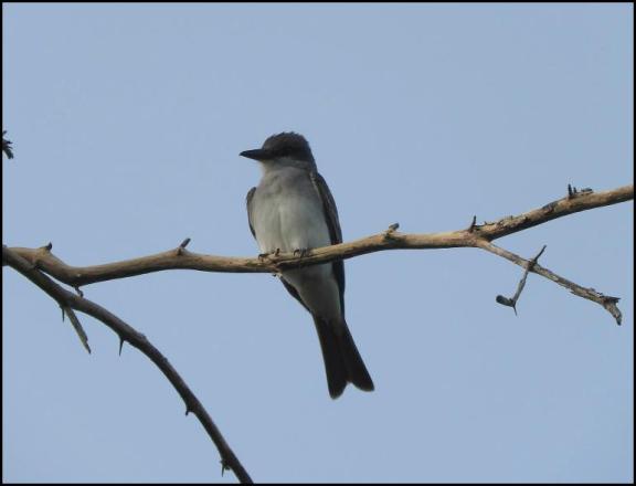 dr-grey-kingbird