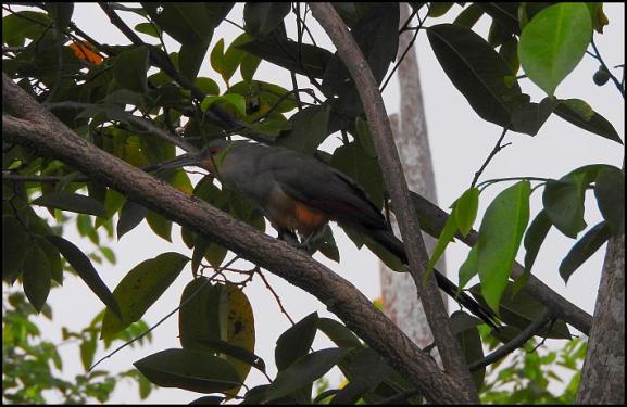 dr-hispaniolan-lizard-cuckoo
