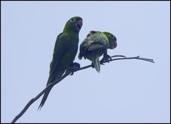 dr-hispaniolan-parakeets