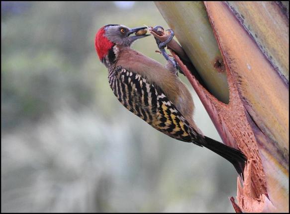 dr-hispaniolan-woodpecker