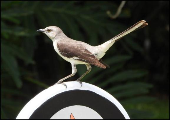 dr-northern-mockingbird
