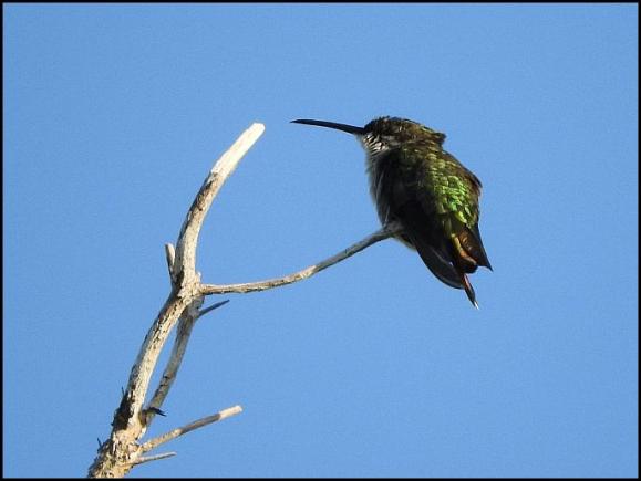 dr-vervain-hummingbird