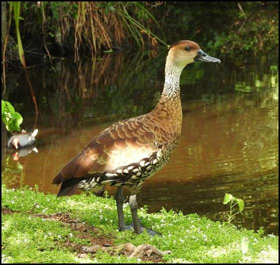 dr-wi-whistling-duck