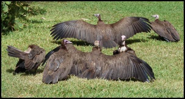 gam-hooded-vultures