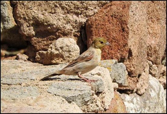 lv-cinereous-bunting