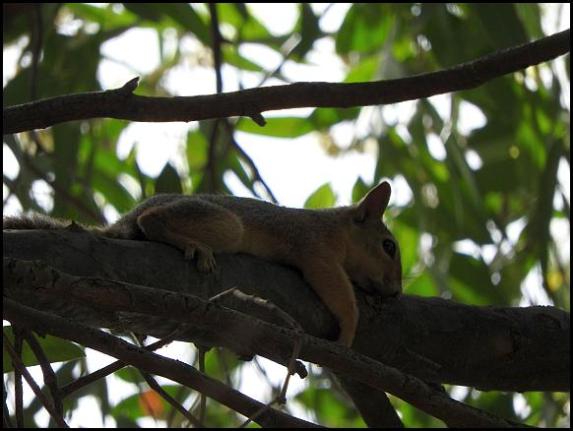 lv-persian-squirrel