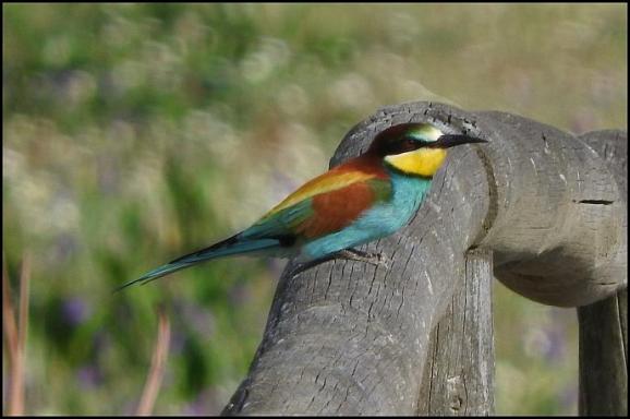 coto-bee-eater