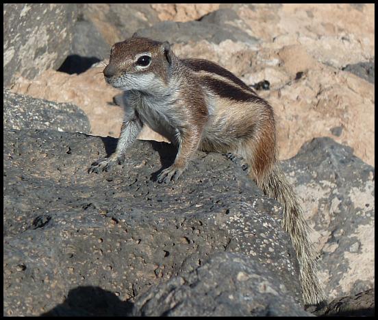 fuerte-barbary-ground-squirrel