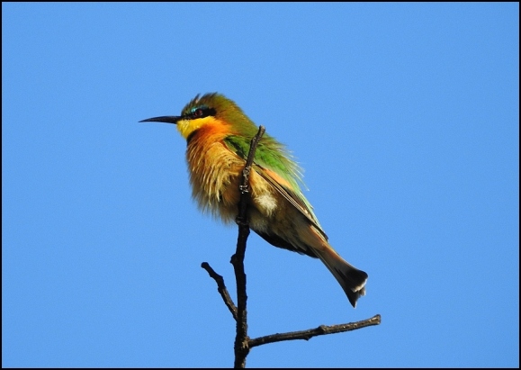 Zim - Little Bee-eater