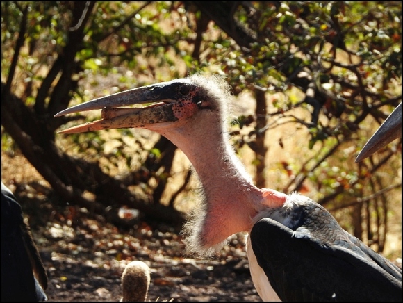 Zim - Marabou Stork