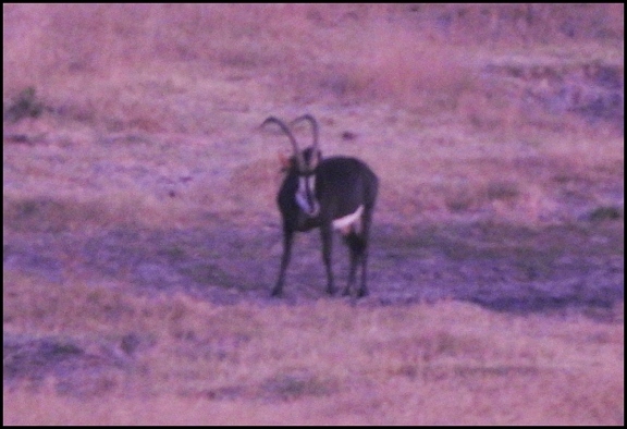 bot - sable antelope
