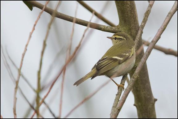 yellow-browed warbler 250119 2