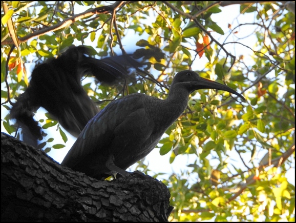 zim - hadeda ibis