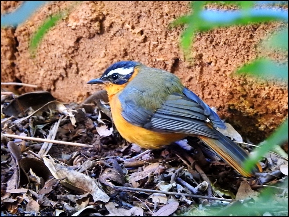 zim - white-browed robin chat