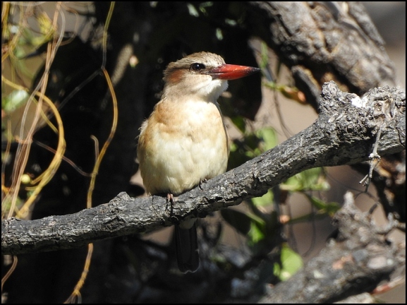 Bot - Brown-hooded Kingfisher