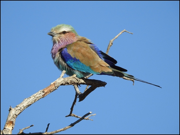 Bot - Lilac-breasted Roller