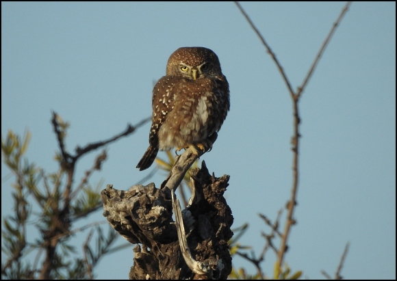 Bot - Pearl-breasted Owlet