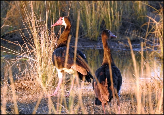 Bot - Spur-winged Geese