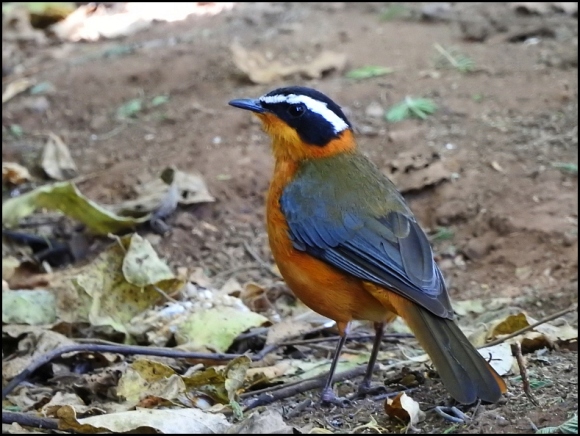 Bot - White-browed Robin Chat