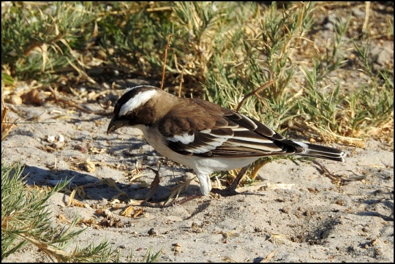 Bot - White-browed Sparrow Weaver