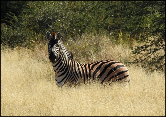 Bot - Zebra