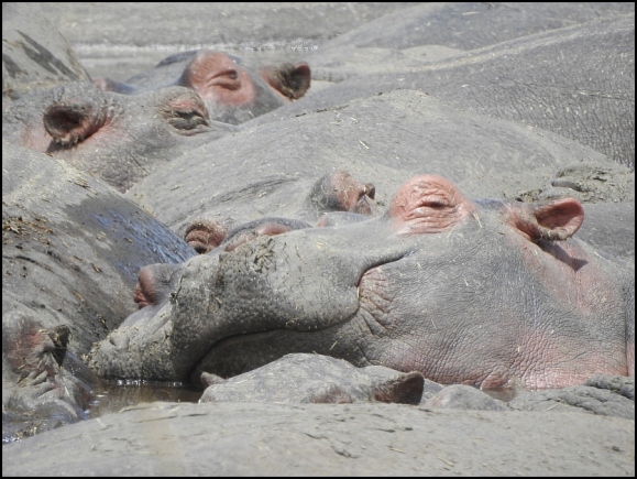 Hippos 1