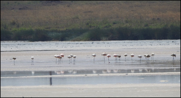 Lesser Flamingoes 1