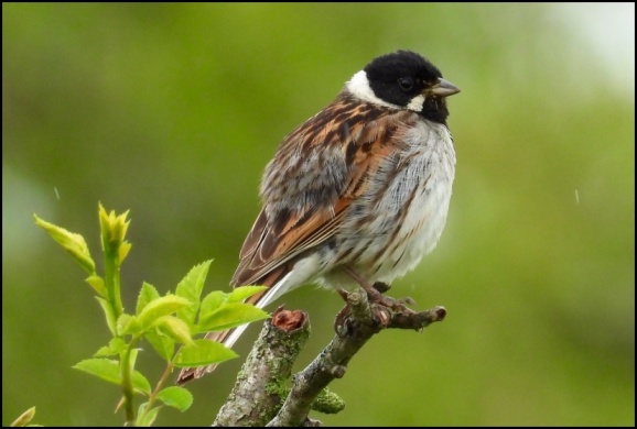 Reed Bunting 190620